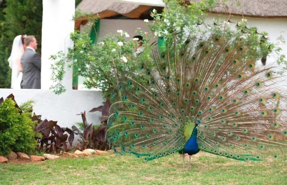 Warembo Lodge Grootvlei Esterno foto